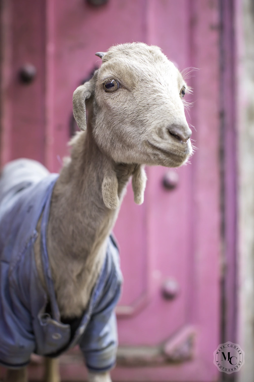 goat wearing jumper in Jaipur