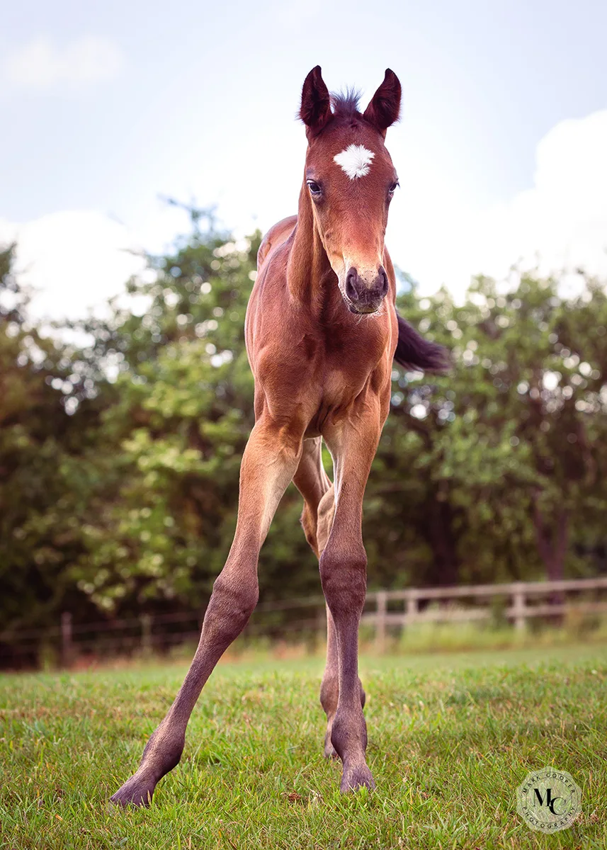 Foal with long legs