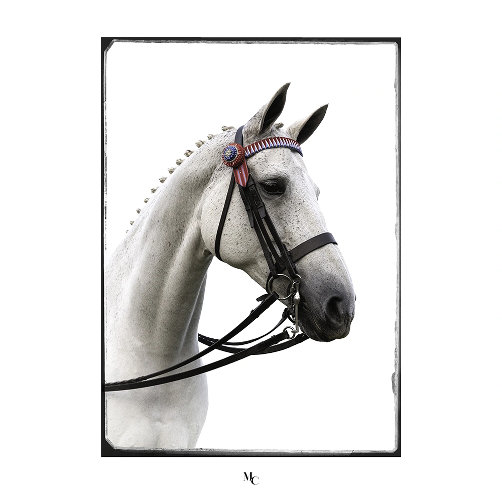 equine-portrait
