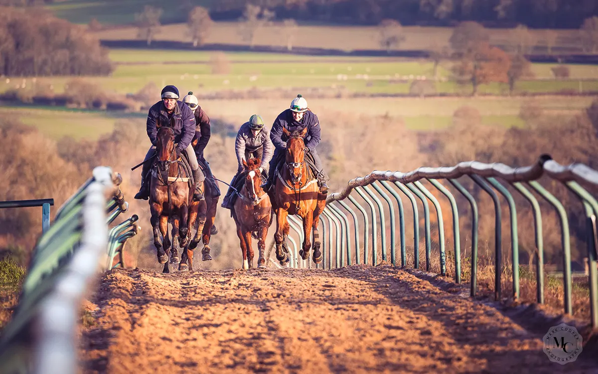 Horses on the gallops