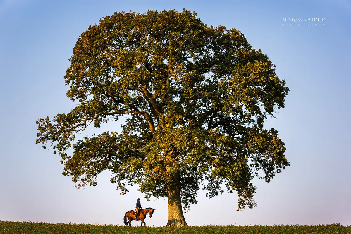 Horse rider under large oak tree